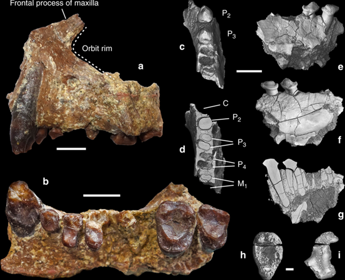 Figure principale. Fragments de mâchoires et molaire isolée appartenant à Aseanpithecus myanmarensis