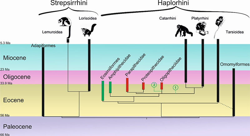 Figure 1 : Arbre simplifié présentant les relations de parenté au sein des primates.