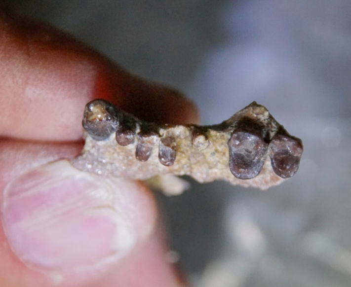 Figure 3. Maxillaire holotype d’Aseanpithecus après sa découverte et son dégagement.