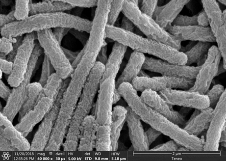 Bacteries normales