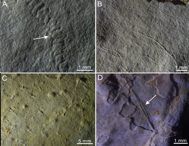 Figure 1. Préservation des fossiles dans le bassin d'Itajaí au Brésil.