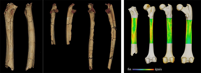  modèles 3D du matériel post-crânien de Sahelanthropus tchadensis