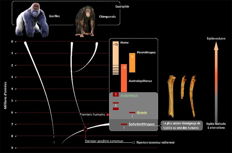 L’humanité s’est séparée du groupe des chimpanzés au cours du Miocène récent,